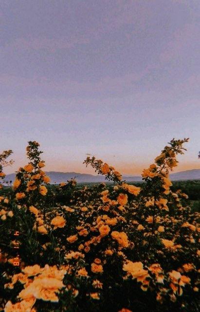 Hailey profile photo