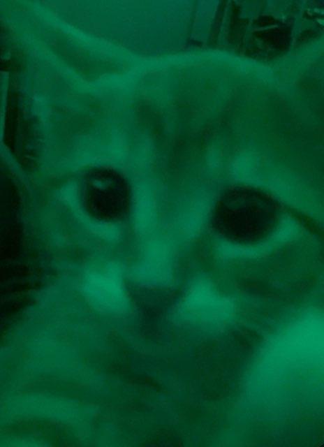 kenley profile photo