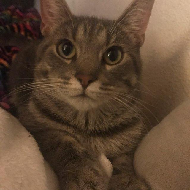 Arson profile photo