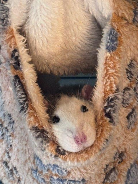 Lou profile photo