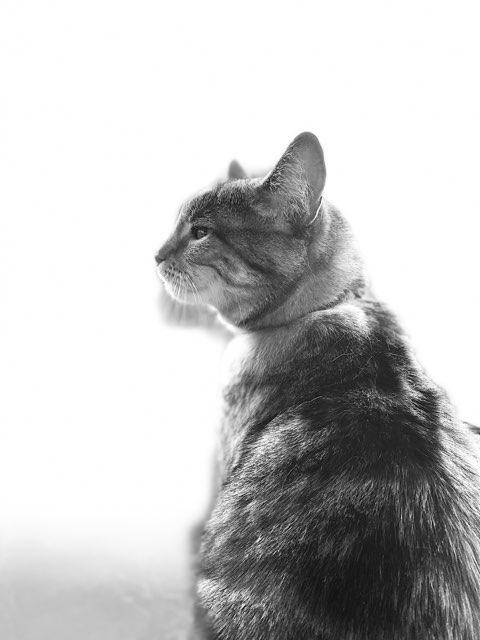 Cypress profile photo