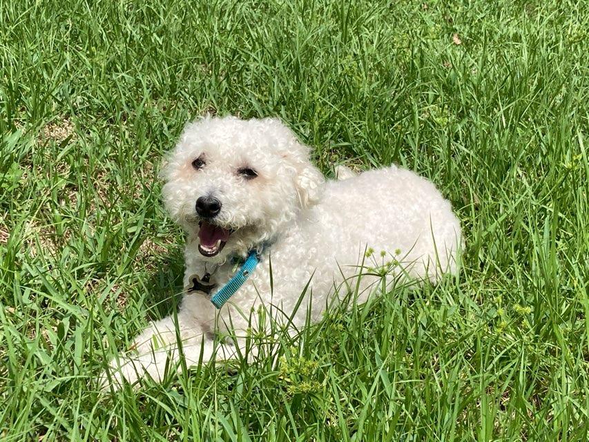 Tobbyisthebestdog profile photo