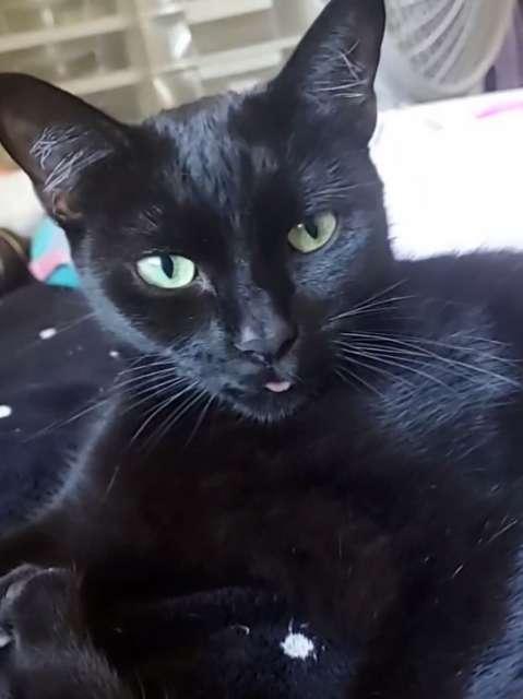 🐈‍⬛ profile photo