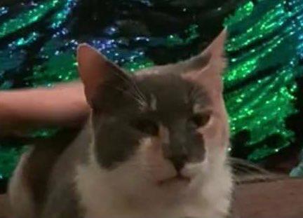 Samya profile photo