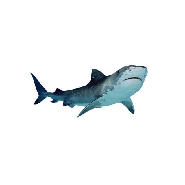 kaden profile photo