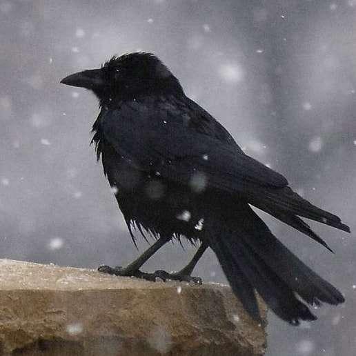 Crow profile photo