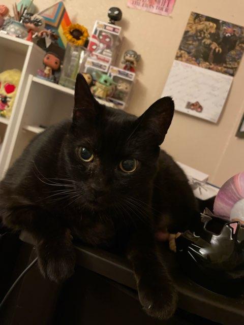 Bella profile photo
