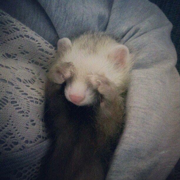 Pip profile photo