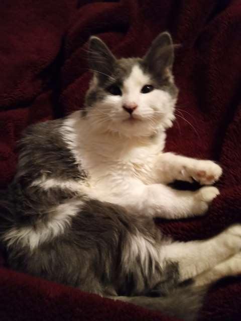 Harlow profile photo