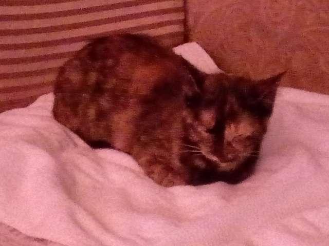 Savannah profile photo