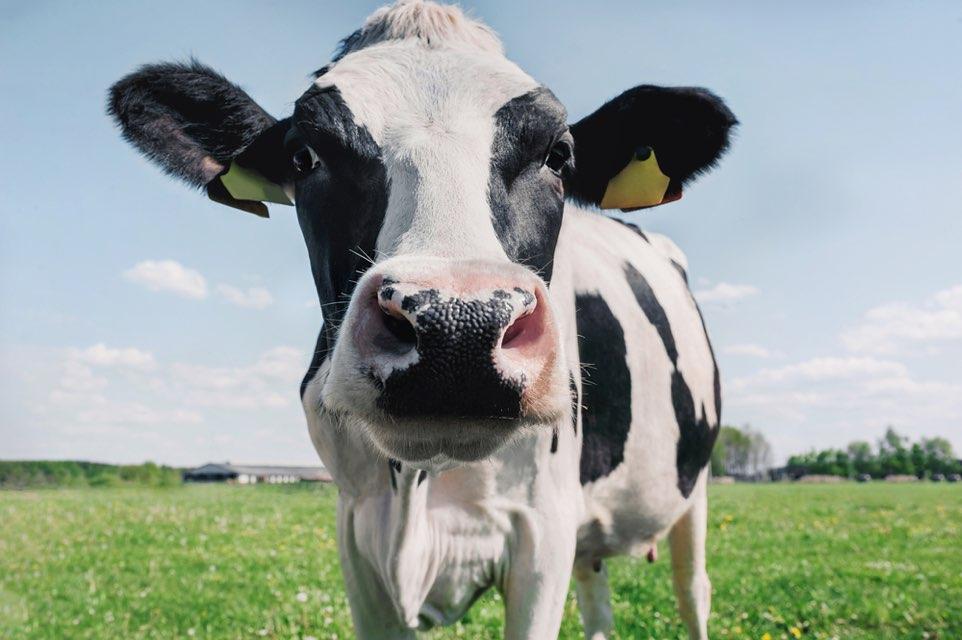 closetcow profile photo