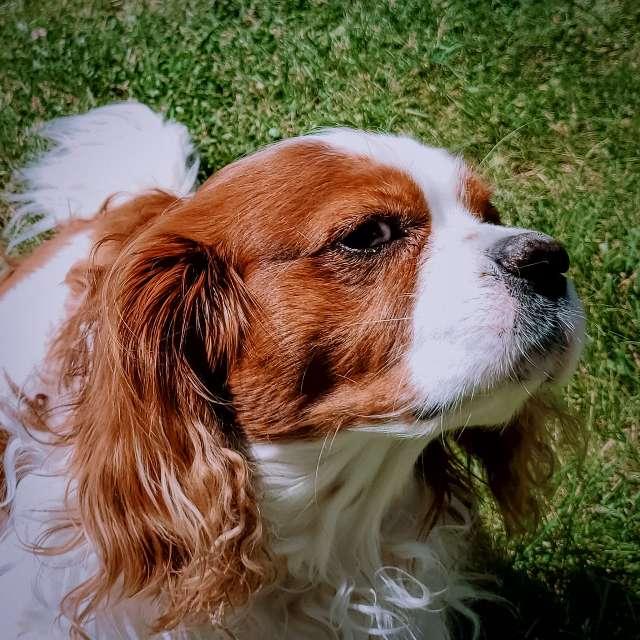 Lucio profile photo