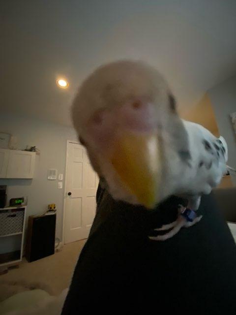 gilbert profile photo