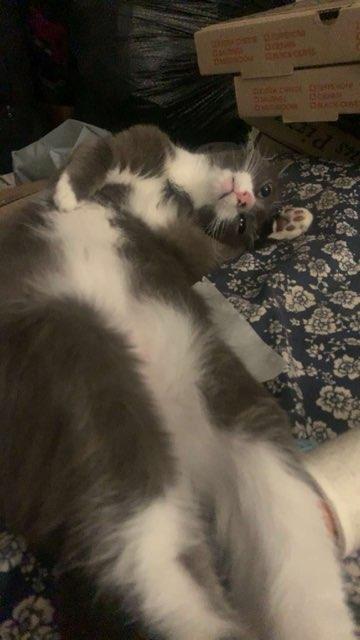 Isabella profile photo