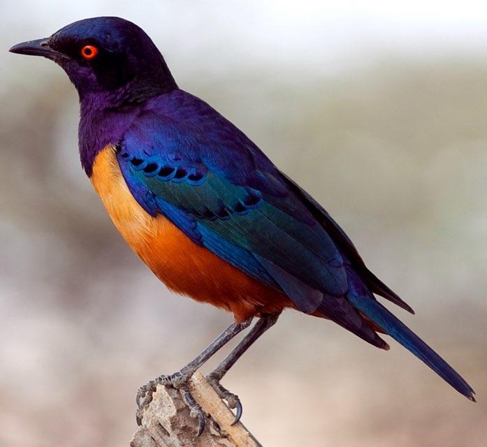 Starling profile photo