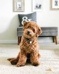 MiloTheDog22 profile photo