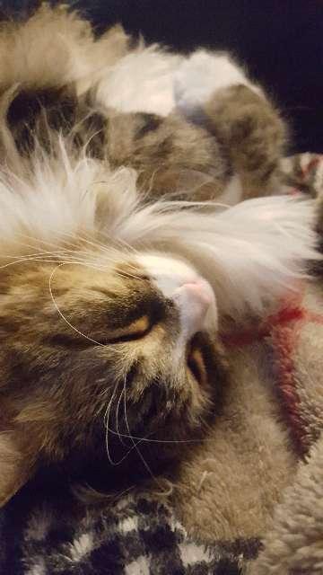 Nik profile photo