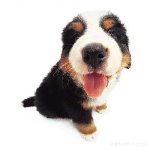 poopy profile photo