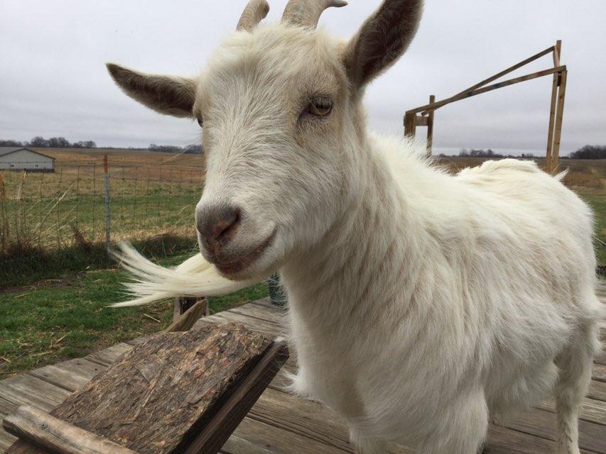 Goat profile photo