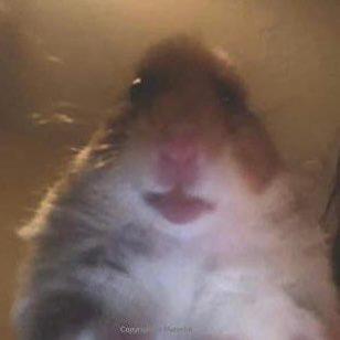 The profile photo
