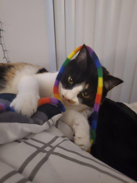 Amaris profile photo