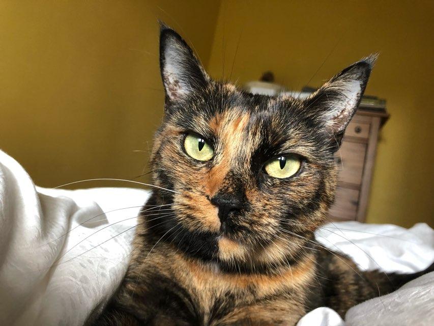 Clementine profile photo