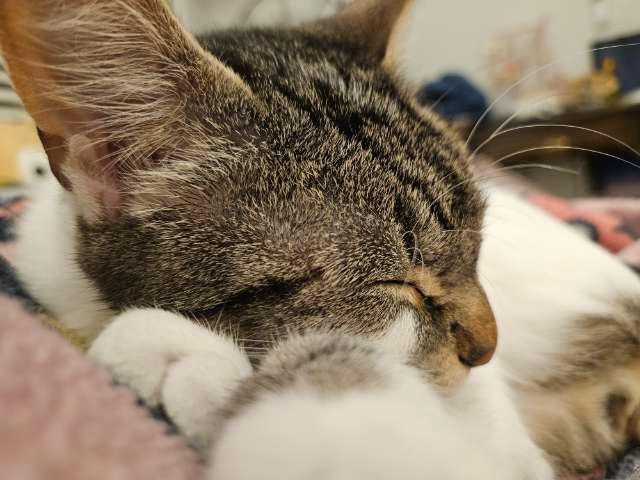 Boo profile photo