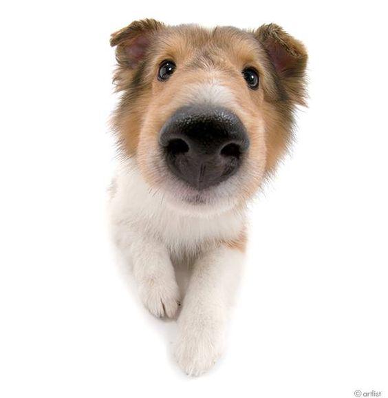 pie profile photo