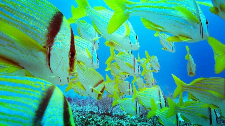 Red Sea image