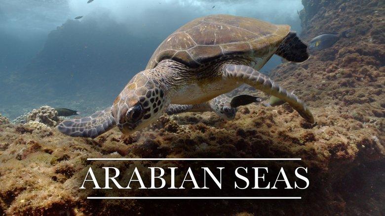 Arabian Seas image