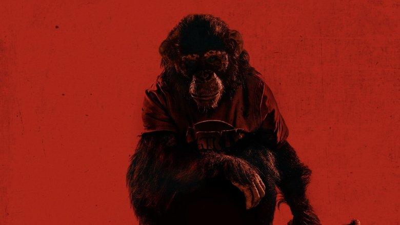 Primate image