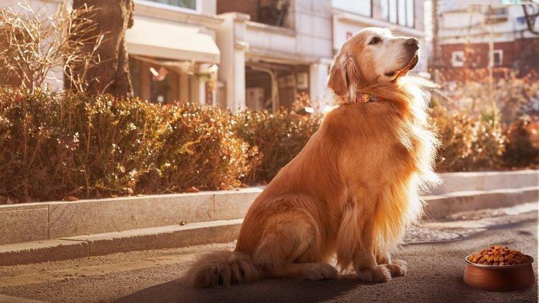 Dog Days image
