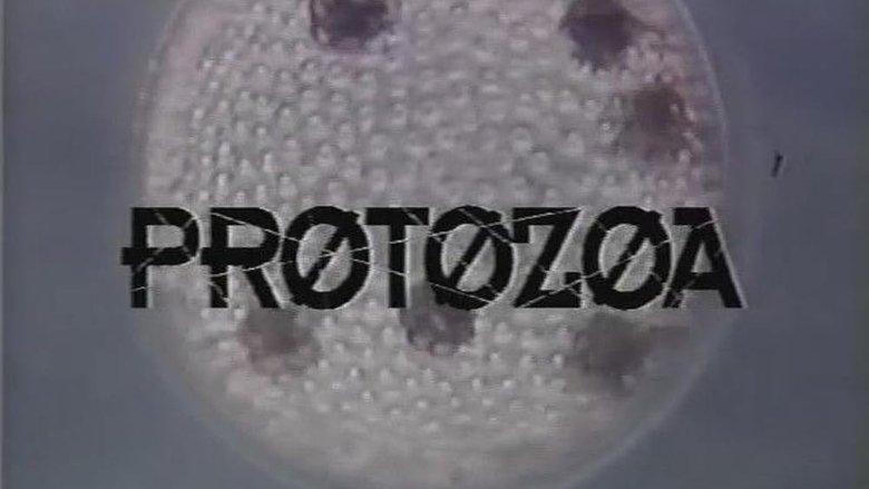 Protozoa image