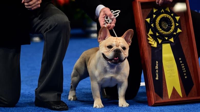 The National Dog Show image