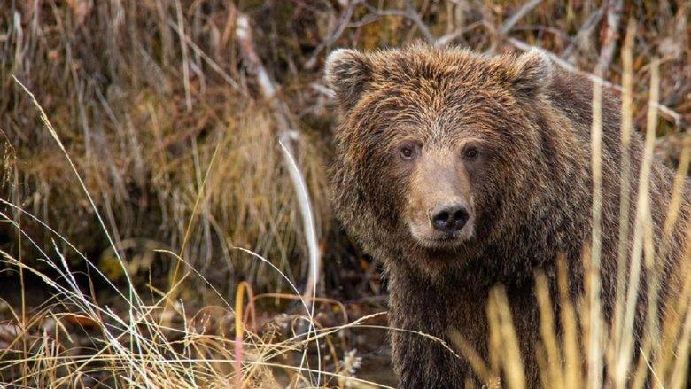Yukon's Wild Grizzlies image