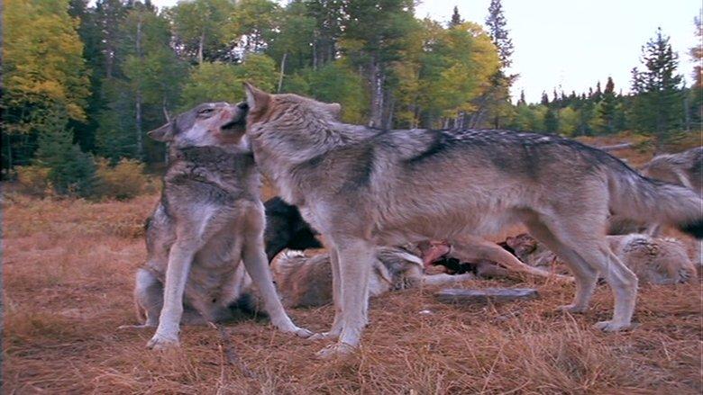Wolves at Our Door image